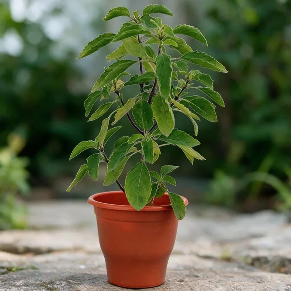 Murraya_Paniculata_Plant