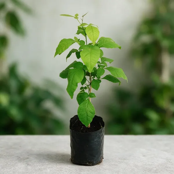 Bil_Patra_Fruit_Plant