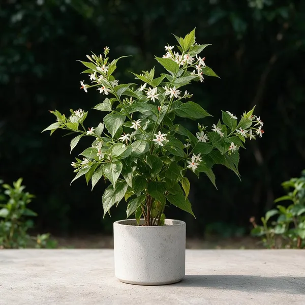 Parijat_Flowering_Plant