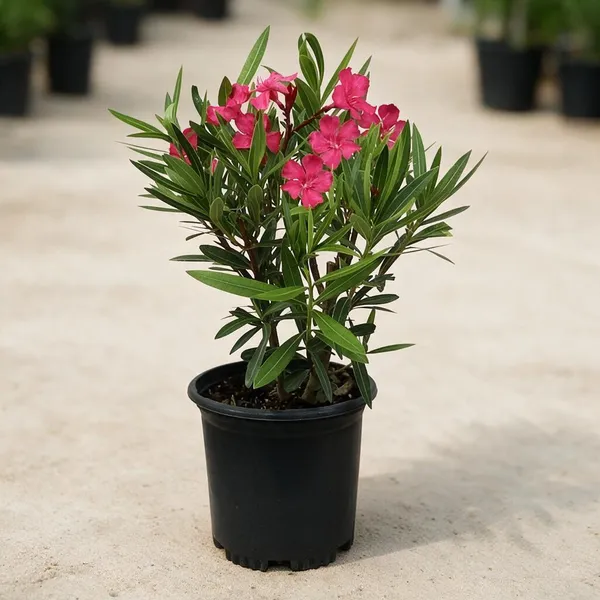 Oleander_Plant_With_Pot