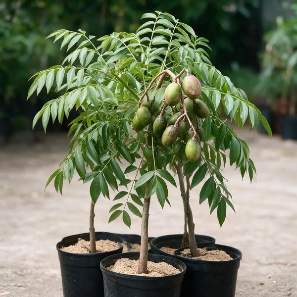 Hog_Plum_Live_Fruit_Plant