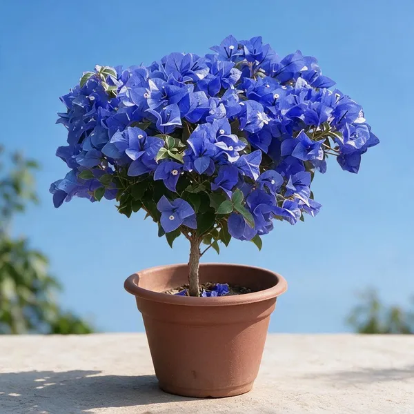 Bougainvillea_Plant