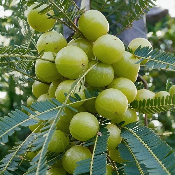 Amla_Fruit_Plant