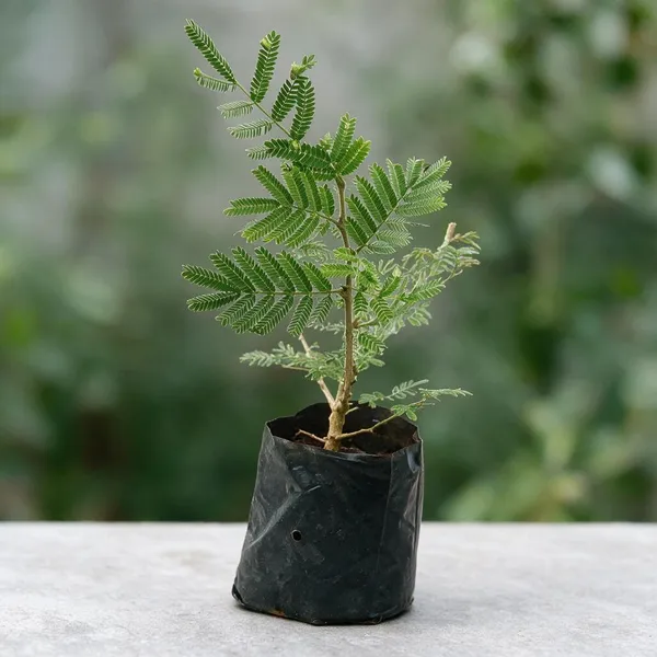 Shami_Flower_Plant