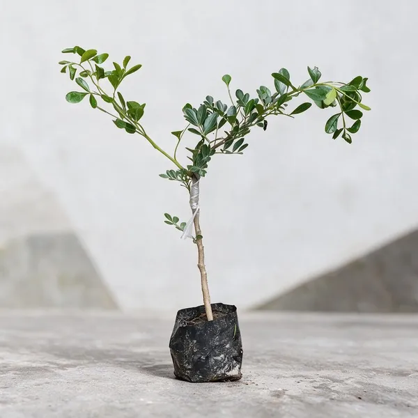 Wood_Apple_Plant