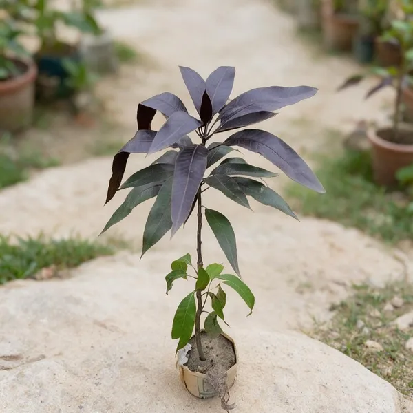Mango_Fruit_Plant