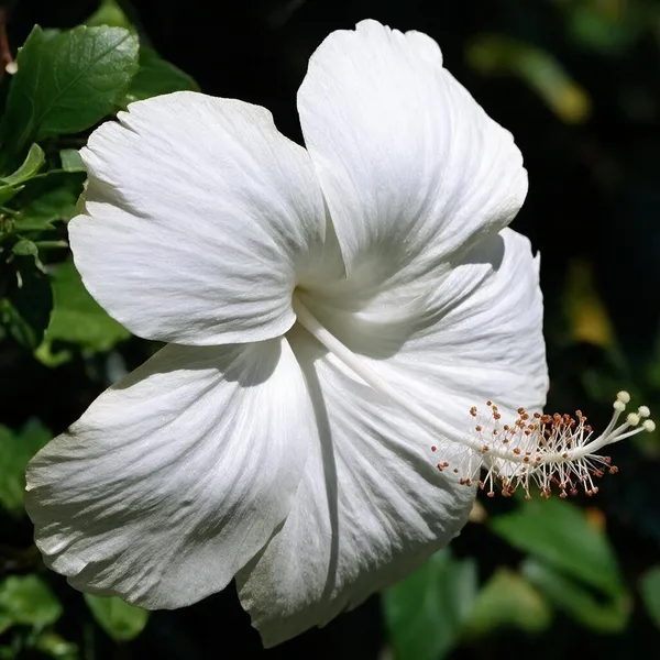 Hibiscus_Plant