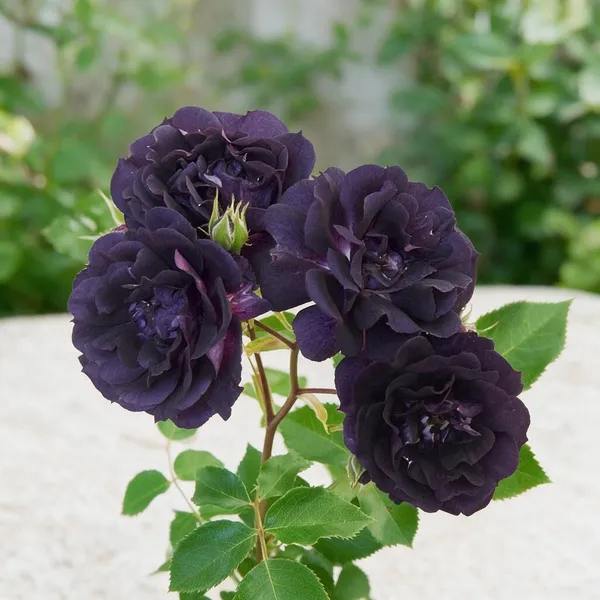Rose_Plant