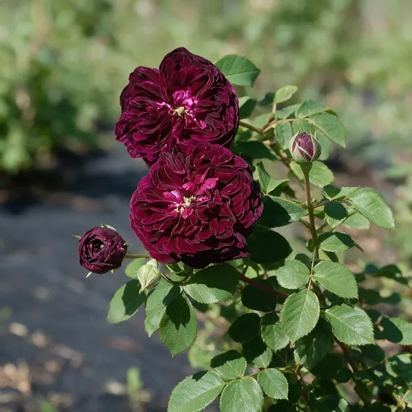 Rose_Plant