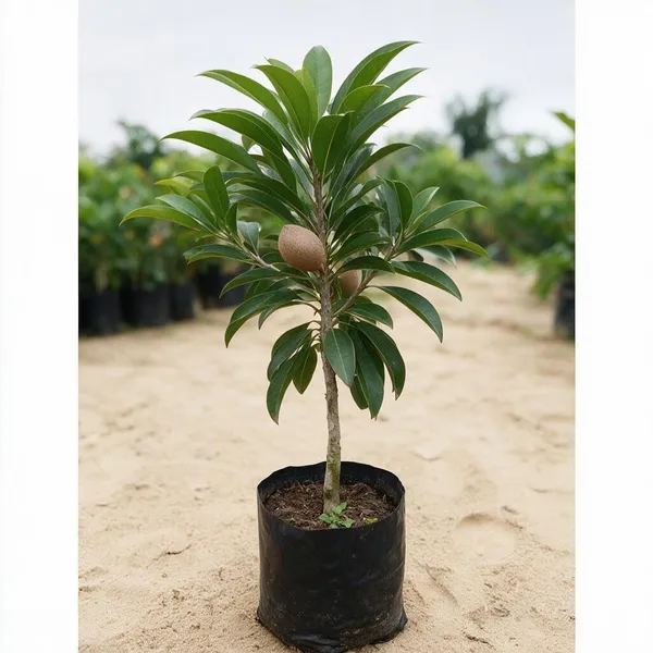 Chiku_Fruit_Plant