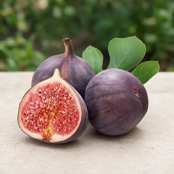 Fig_Plant