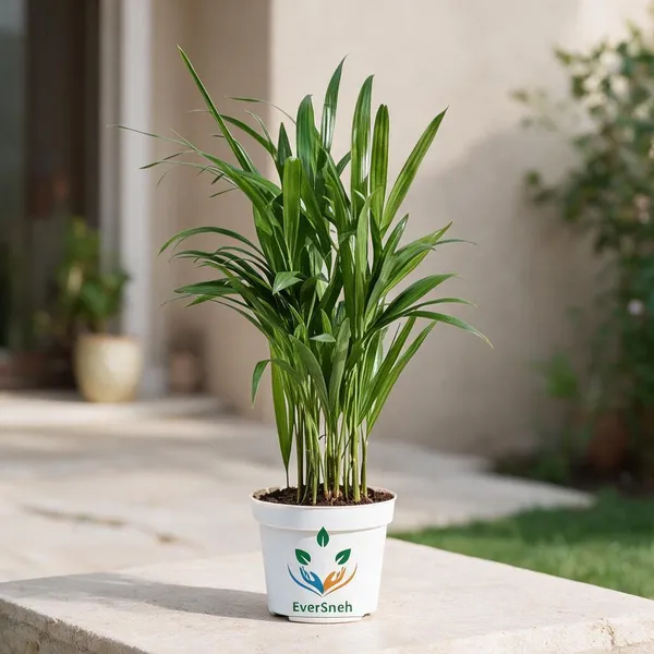 Areca_Palm_Rubber_Indoor_Plant