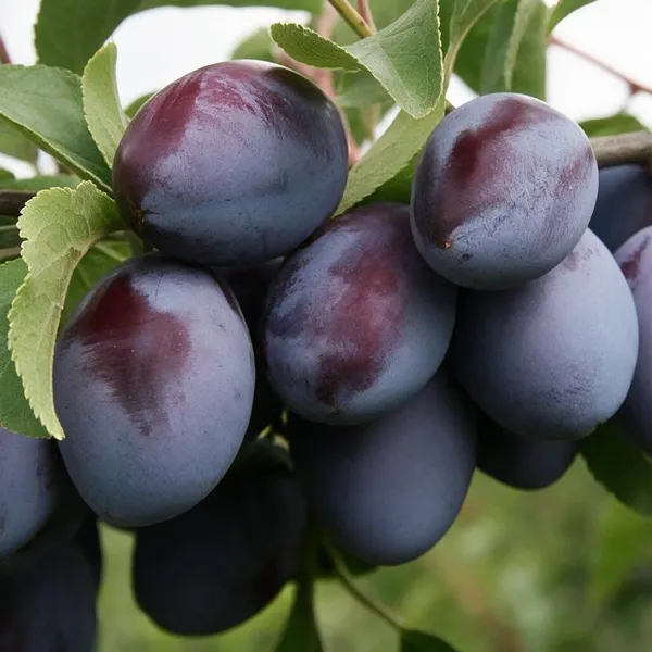 Plum_Fruit_Plant