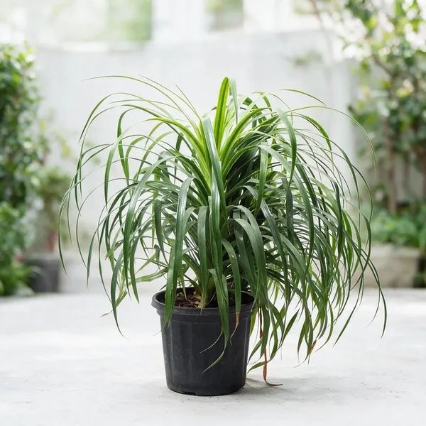 Dracaena_Draco_Indoor_Plant