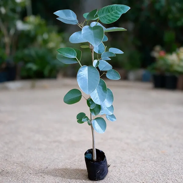 Sandalwood_Live_Tree_Plant