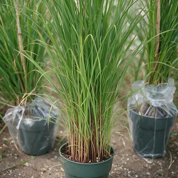 Lemongrass_Plant