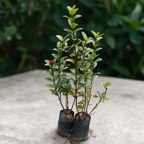Ixora_Plant