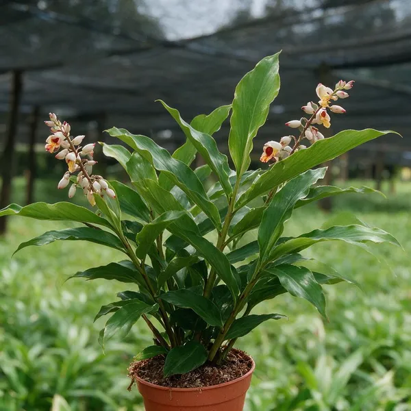 Cardamom_Plant