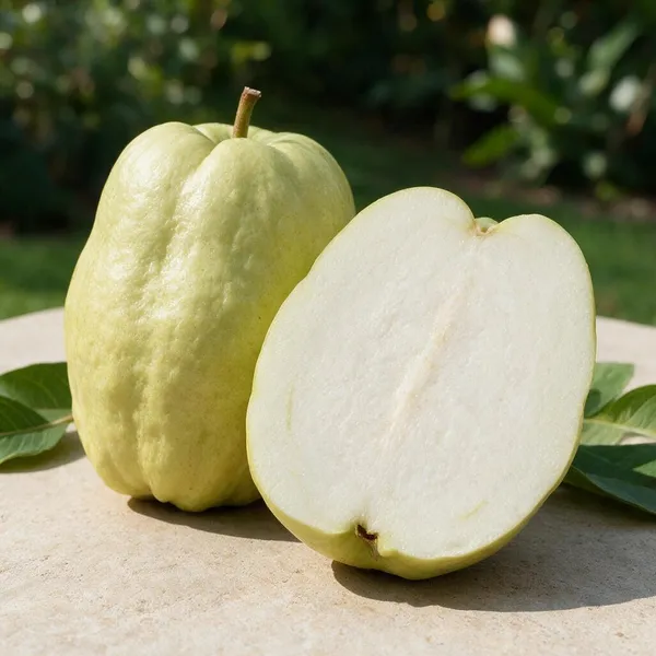 Guava_Fruit_Plant