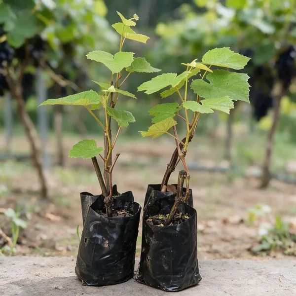 Grape_Live_Fruit_Plant