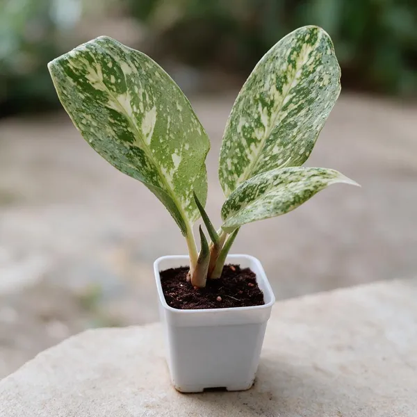 Aglaonema_Indoor_Plant
