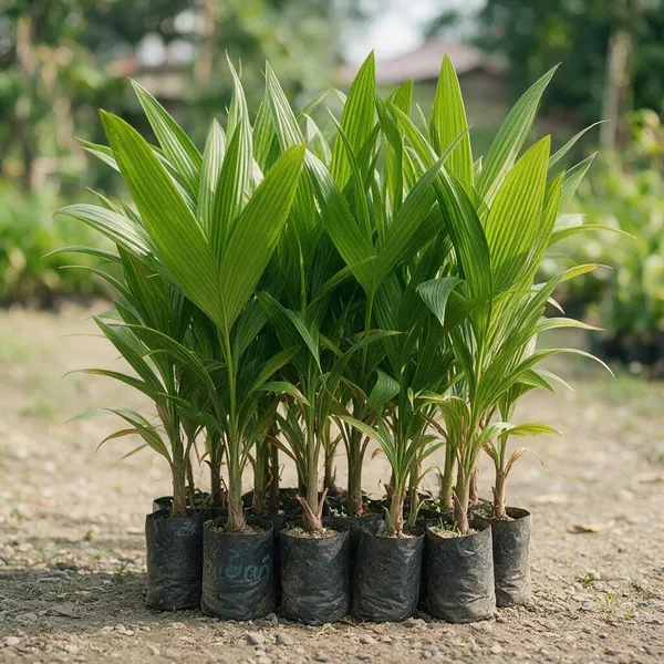 Supari_Tree_Live_Plant