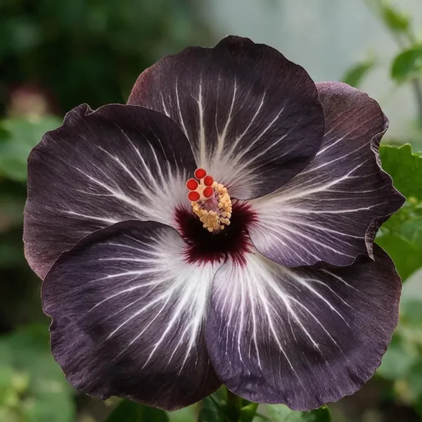 Hibiscus_Plant