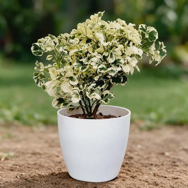 Variegated_Aralia_Plant