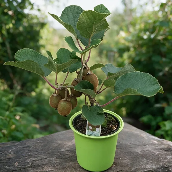 Kiwi_Fruit_Plant
