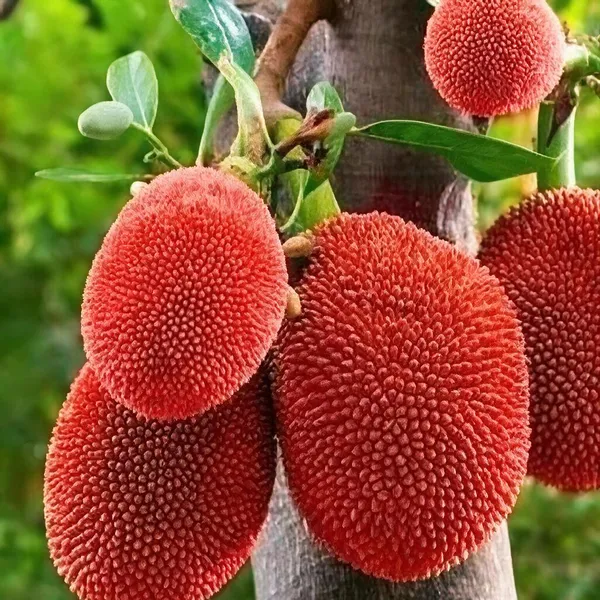 Thai_Jackfruit_Plant