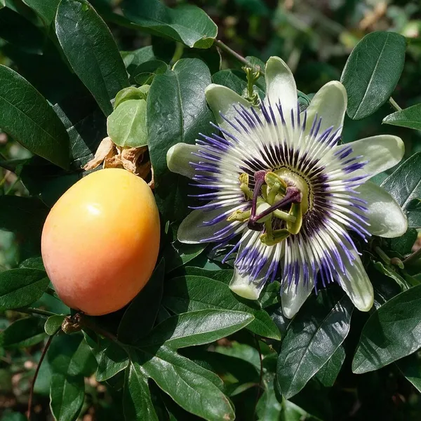 Passion_Fruit_Plant