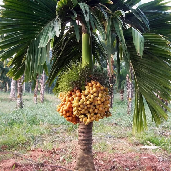 Betel_Nut_Plant