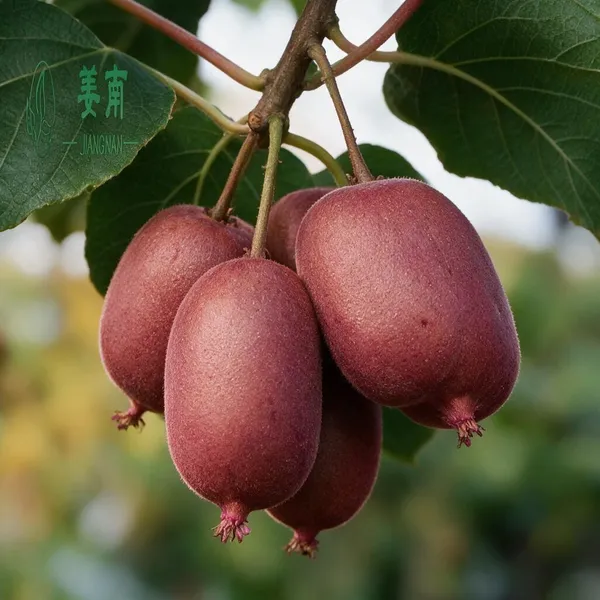 Chinese_Gooseberry_Plant