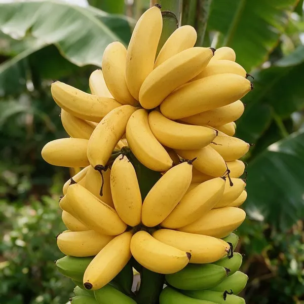 Banana_Plant