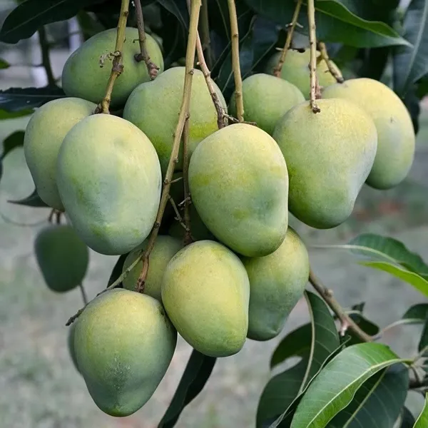 Mango_Grafted_Fruit_Plant