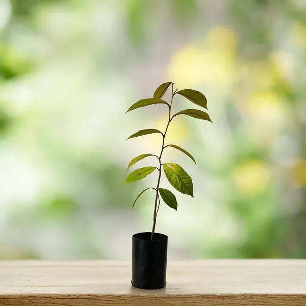 Star_Apple_Plant