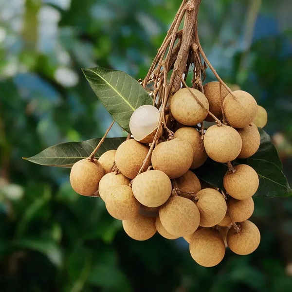 Longan_Plant
