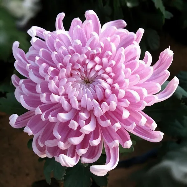 Chrysanthemum_Plant