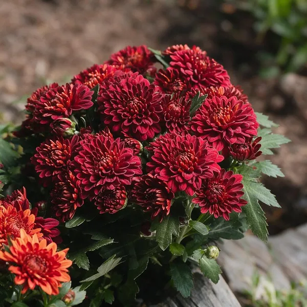 Chrysanthemum_Live_Flowering_Plant