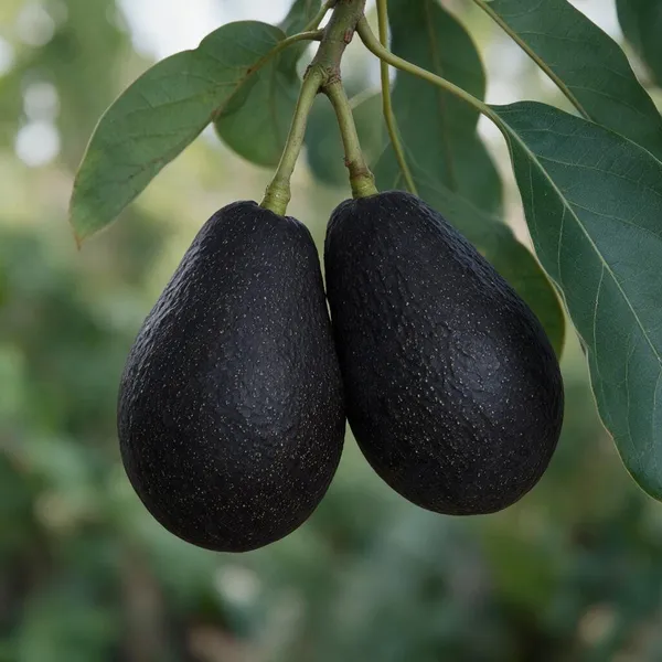 Avocado_Grafted_Fruit_Plant