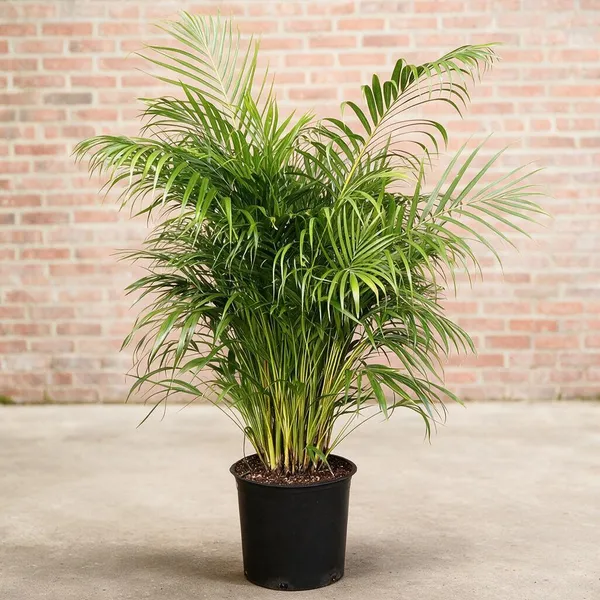 Areca_Palm_Live_Indoor_Plant