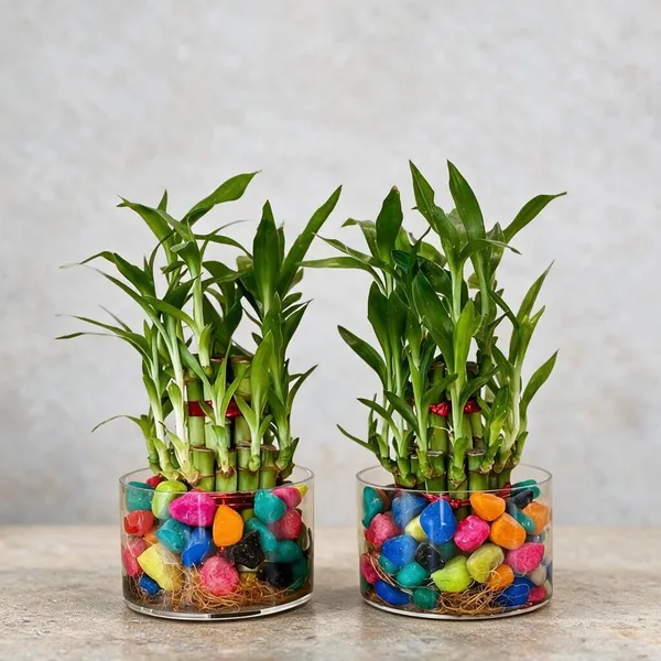 Lucky_Bamboo_Plant