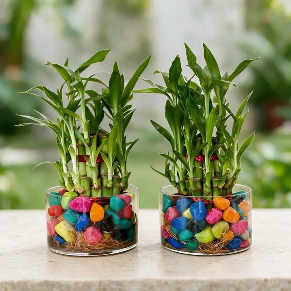 Lucky_Bamboo_Plant