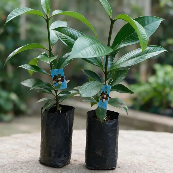 Mangosteen_Fruit_Plant