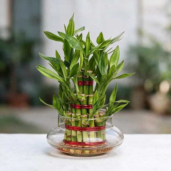 Lucky_Bamboo_Plant