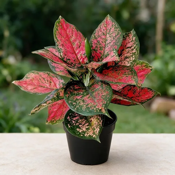 Aglaonema_Indoor_Plant