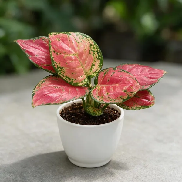 Aglaonema_Indoor_Plant