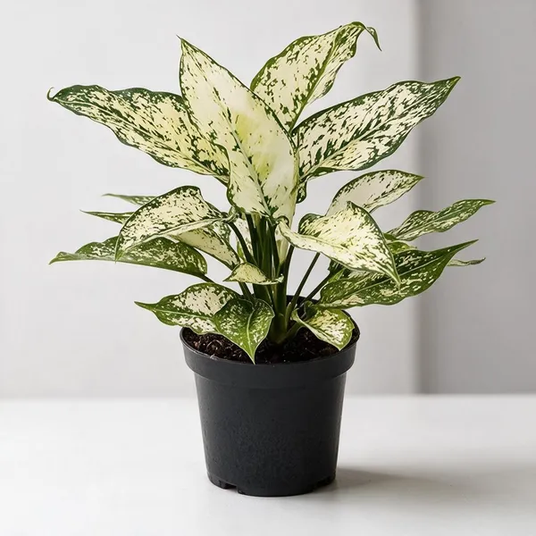 Aglaonema_Indoor_Plant