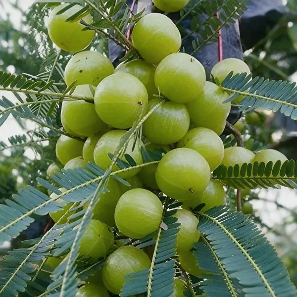 Amla_Fruit_Plant