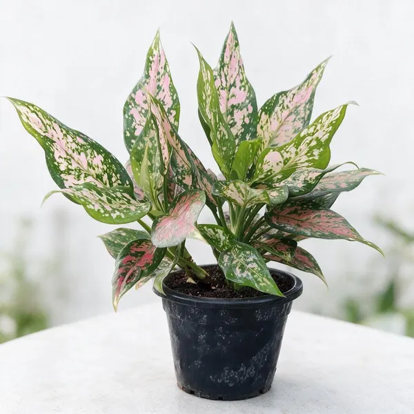 Aglaonema_Indoor_Plant
